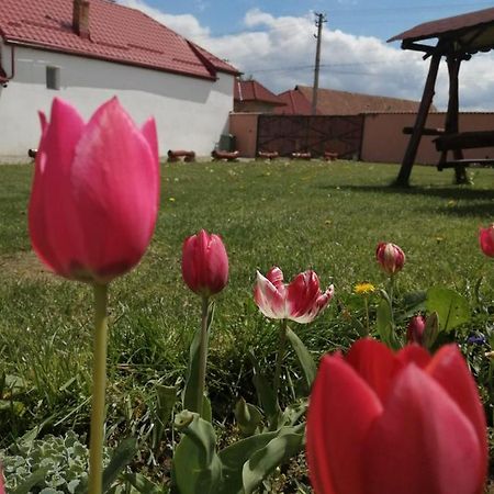 Casa Suzy & Roxy Apartment Arpasu de Jos Екстериор снимка