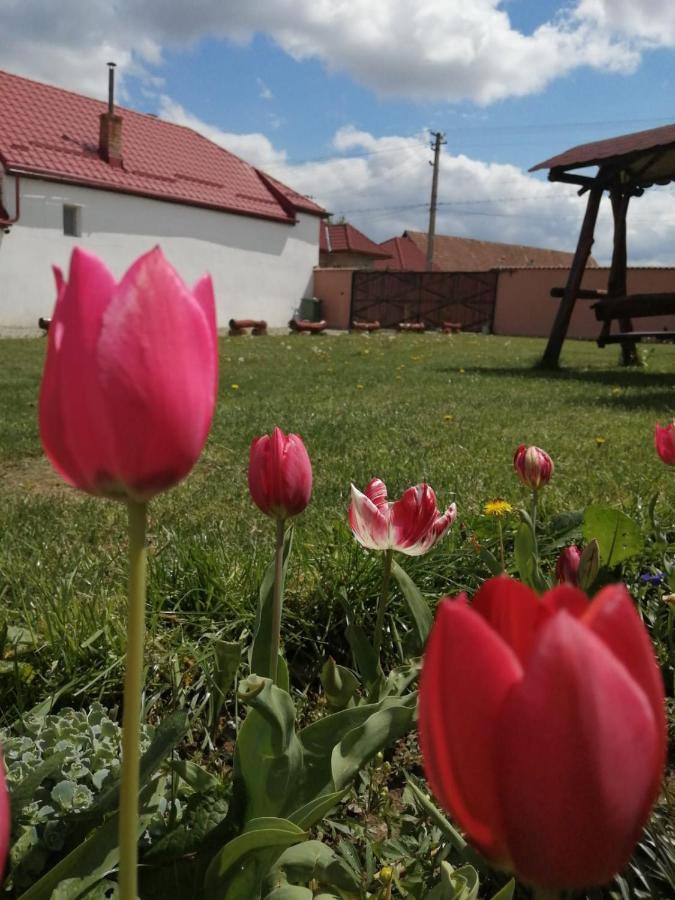 Casa Suzy & Roxy Apartment Arpasu de Jos Екстериор снимка